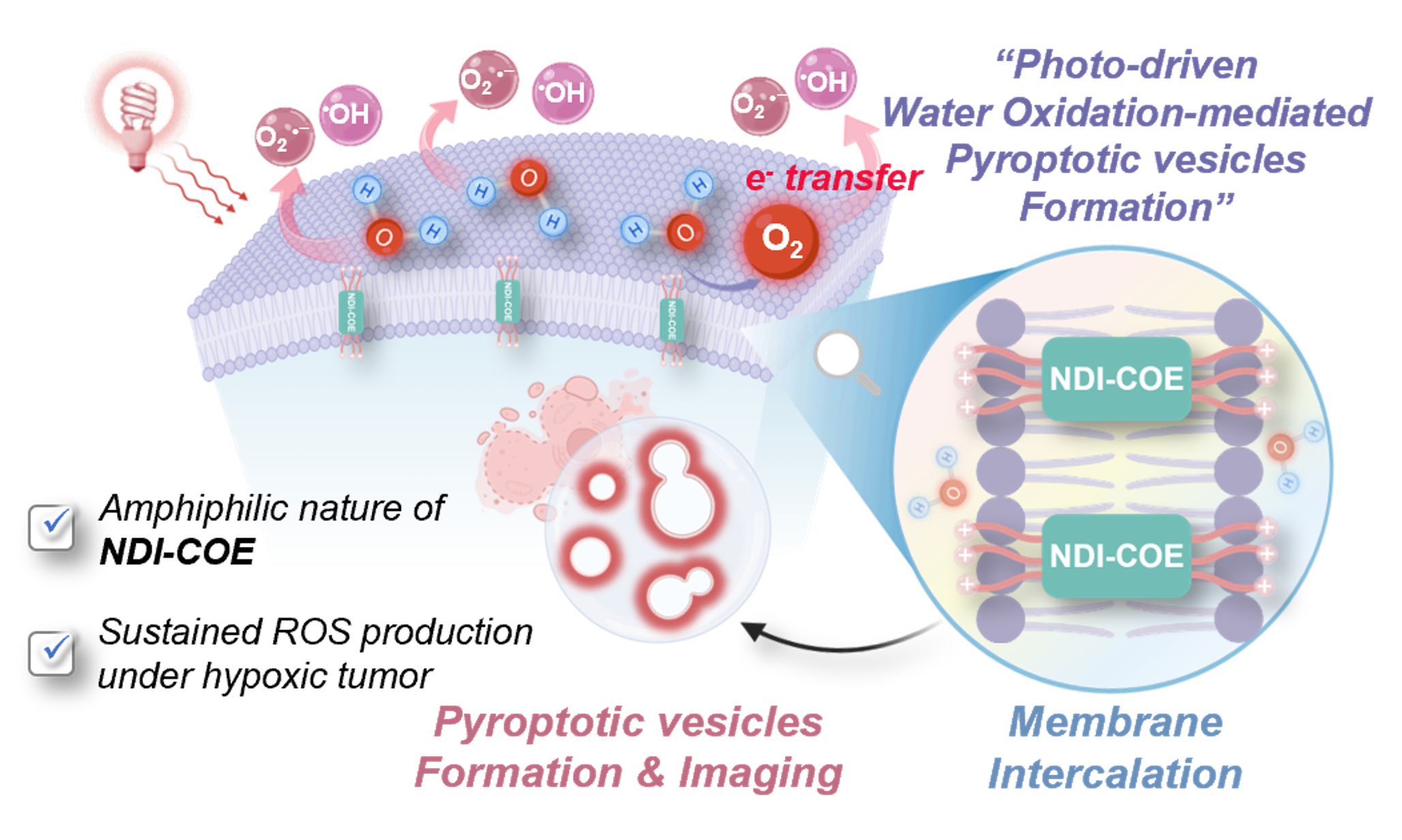 Photo-activatable Oligoelectrolytes Engendering Pyroptotic Vesicles 이미지