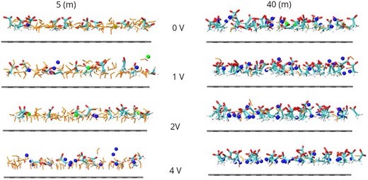 Atomic origins of electrochemical stability in acetate-based dual-cation water-in-salt electrolytes 이미지