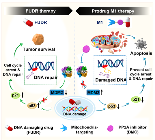 Molecular Thermoelectricity in EGaIn-Based Molecular Junctions 이미지