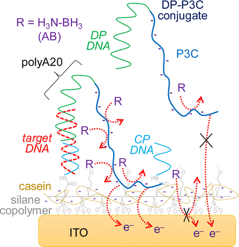 Enhanced Electron Transfer Mediated by Conjugated Polyelectrolyte and Its Application to Washing-Free DNA Detection 이미지
