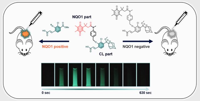 Chemiluminescent Probe for the In Vitro and In Vivo Imaging of Cancers Over-Expressing NQO1 이미지