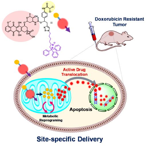 Overcoming Drug Resistance by Targeting Cancer Bioenergetics with an Activatable Prodrug 이미지