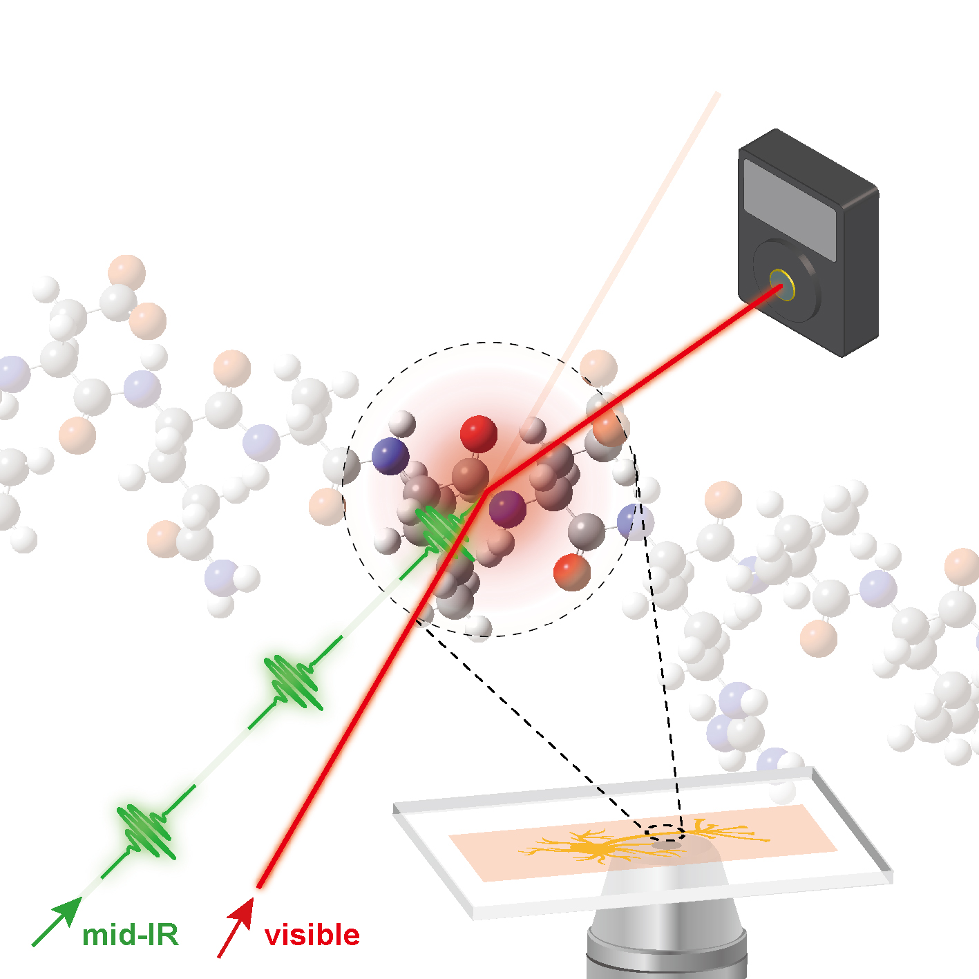Cytoplasmic Protein Imaging with Mid-Infrared Photothermal Microscopy: Cellular Dynamics of Live Neurons and Oligodendrocytes 이미지