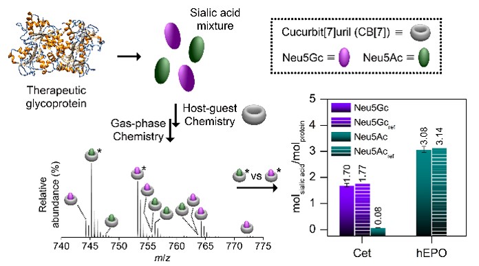 Accurate Quantification of N-glycolylneuraminic Acid in Therapeutic Proteins Using Supramolecular Mass Spectrometry 이미지