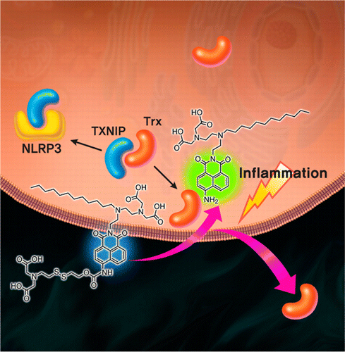 Toward a Chemical Marker for Inflammatory Disease: A Fluorescent Probe for Membrane-Localized 이미지