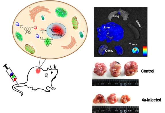 An Activatable Theranostic for Targeted Cancer Therapy and Imaging 이미지