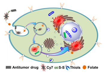 Folate-Based Near-Infrared Fluorescent Theranostic Gemcitabine Delivery 이미지