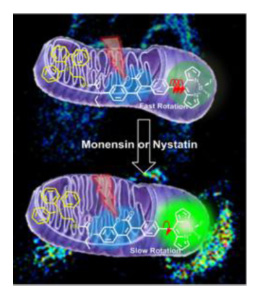 A Self-Calibrating Bipartite Viscosity Sensor for Mitochondria 이미지