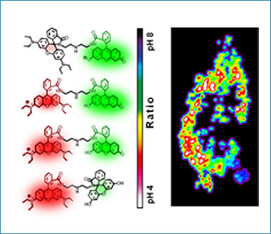 Two-Color Probe to Monitor a Wide Range of pH Values in Cells 이미지