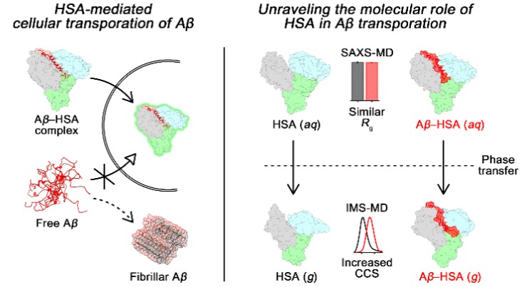 Molecular Insights into Human Serum Albumin as a Receptor of Amyloid-β in the Extracellular Region 이미지