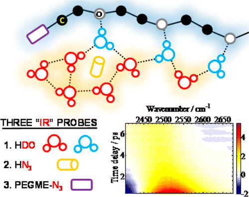 Water Dynamics in Cytoplasm-Like Crowded Environment Correlates with the Conformational Transition of the Macromolecular Crowder 이미지