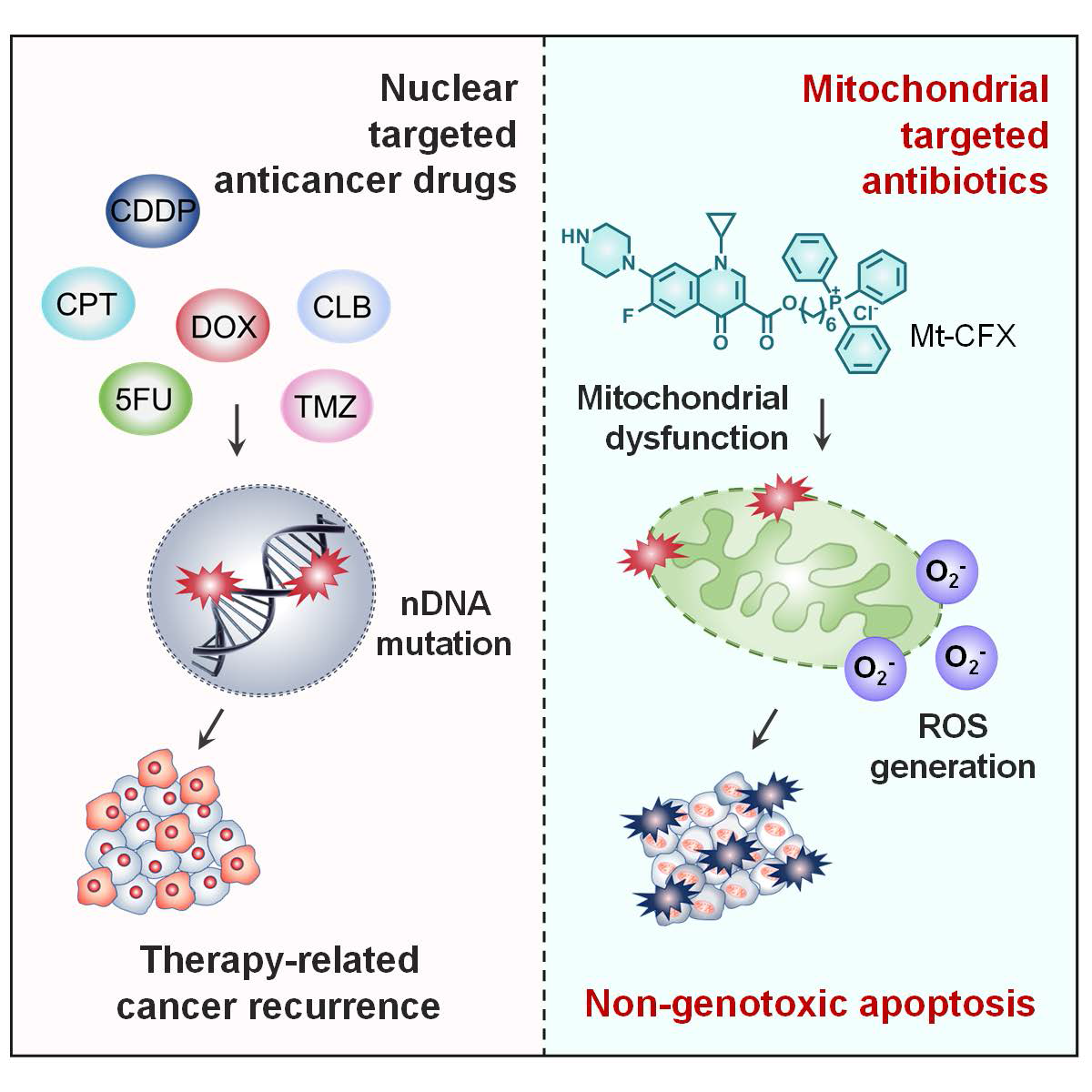 Mitochondrial Relocation of a Common Synthetic Antibiotic: A Non-genotoxic Approach to Cancer Therapy 이미지