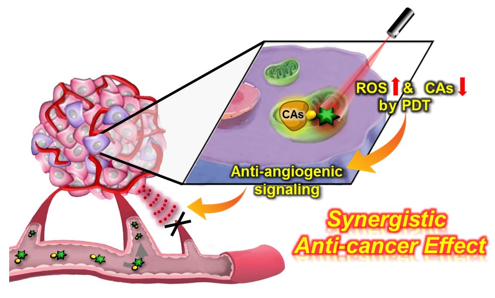 Overcoming the Limits of Hypoxia in Photodynamic Therapy: A Carbonic Anhydrase IX-Targeted Approach 이미지