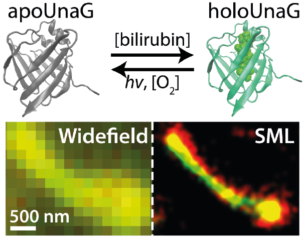Bright ligand-activatable fluorescent protein for high-quality multicolor live-cell super-resolution microscopy 이미지