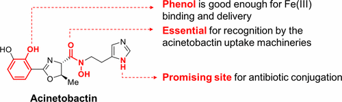 Key Structural Elements for Cellular Uptake of Acinetobactin, a Major Siderophore of Acinetobacter baumannii 이미지