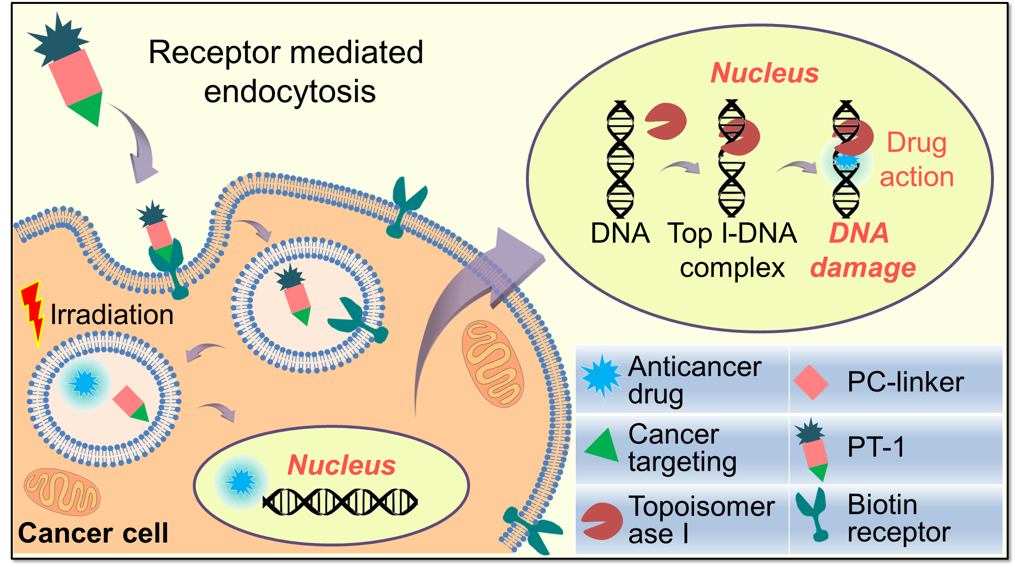 Programmed activation of cancer cell apoptosis: A tumor-targeted phototherapeutic topoisomerase I inhibitor 이미지