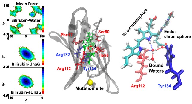Fluorescence enhancement of a ligand-activated fluorescent protein induced by collective noncovalent interactions 이미지
