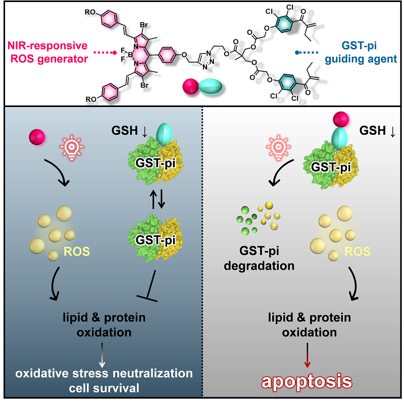An Ethacrynic Acid‐Brominated BODIPY Photosensitizer (EA‐BPS) Construct Enhances the Lethality of Reactive Oxygen Species in Hypoxic Tumor‐Targeted Photodynamic Therapy 이미지