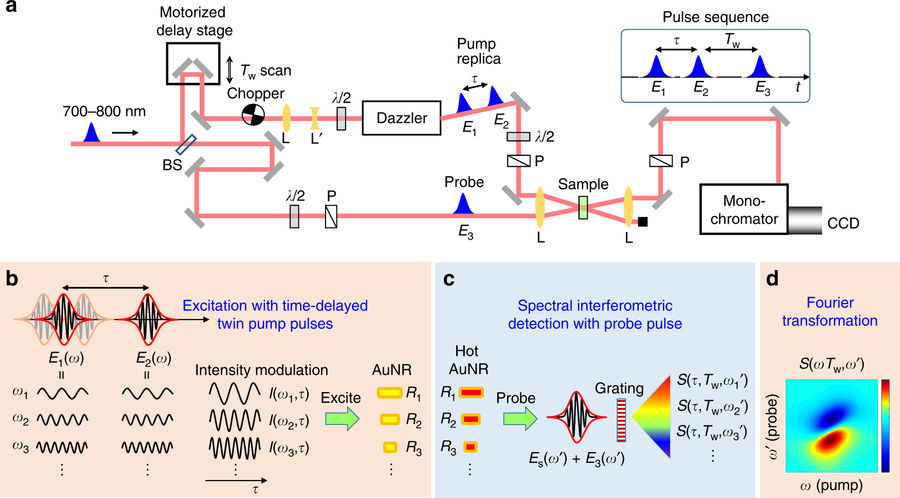 Electron heating and thermal relaxation of gold nanorods revealed by two-dimensional electronic spectroscopy 이미지