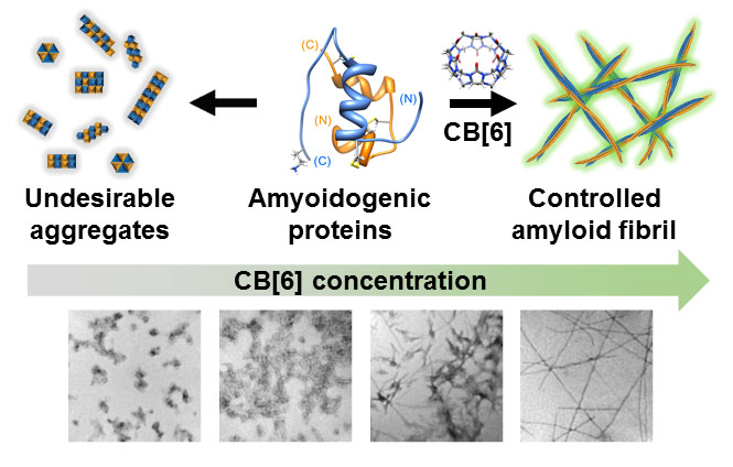 Nanoscale Control of Amyloid Self-Assembly Using Protein Phase Transfer by Host-Guest Chemistry 이미지