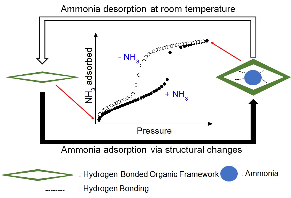 A Hydrogen-Bonded Organic Framework with Type IV NH3 Adsorption Behavior 이미지