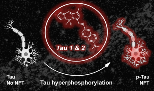 Rational Design of In Vivo Tau Tangle-Selective Near Infrared Fluorophores: Expanding the BODIPY Universe 이미지