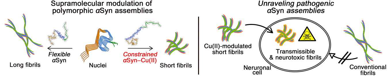 Supramolecular Modulation of Structural Polymorphism in Pathogenic α-Synuclein Fibrils Using Cu(II) Coordination 이미지