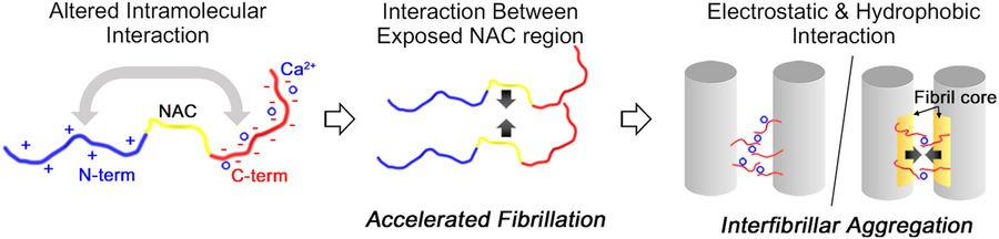 Molecular Role of Ca2+ and Hard Divalent Metal Cations on Accelerated Fibrillation and Interfibrillar Aggregation of α-Synuclein 이미지