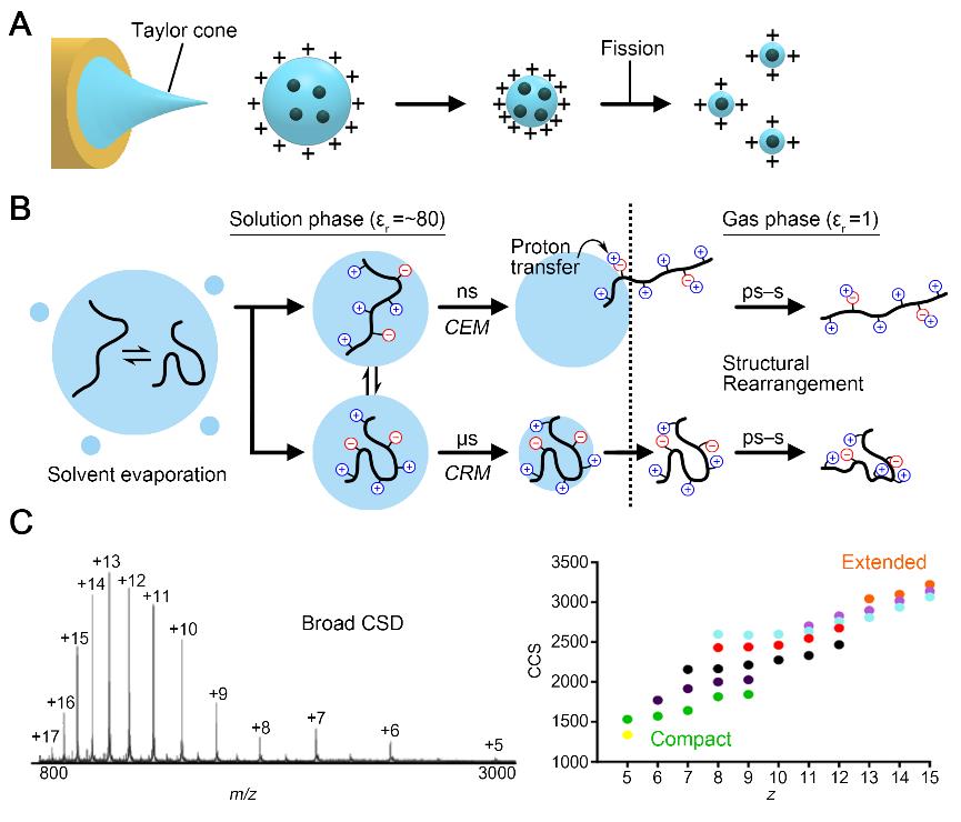 Gas phase conformations of intrinsically disordered proteins and their complexes with ligands: Kinetically trapped states during transfer from solution to the gas phase 이미지